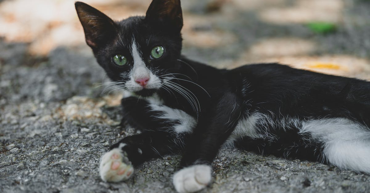 découvrez l'univers captivant de saint lucy's eye, une aventure fascinante mêlant mystère et exploration. plongez dans les thèmes de la lumière et de la perception à travers une narration immersive qui éveillera vos sens et stimulera votre imagination.