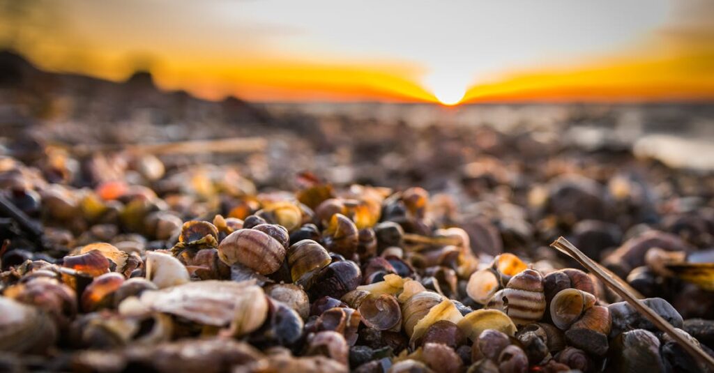 découvrez l'univers fascinant des coquillages : variétés, habitats, et astuces pour les reconnaître. une plongée dans la beauté et la diversité des coquillages pour les passionnés de la nature et de la mer.