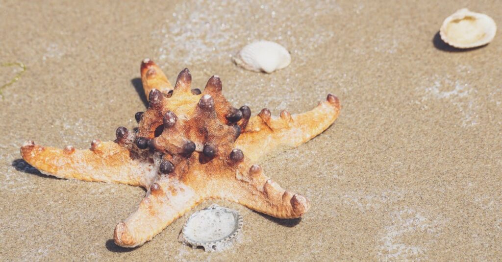 découvrez l'univers fascinant des coquillages ! apprenez tout sur leur diversité, leurs habitats, et comment collecter des spécimens uniques lors de vos promenades sur la plage. plongez dans un monde de beauté naturelle et enrichissez vos connaissances sur ces trésors de la mer.