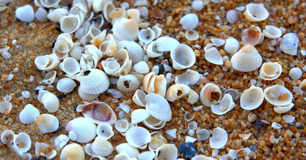 découvrez l'univers fascinant des coquillages avec notre guide complet. explorez les différentes espèces, leurs habitats et l'art de la collecte. parfait pour les passionnés de nature et les amoureux de la mer !