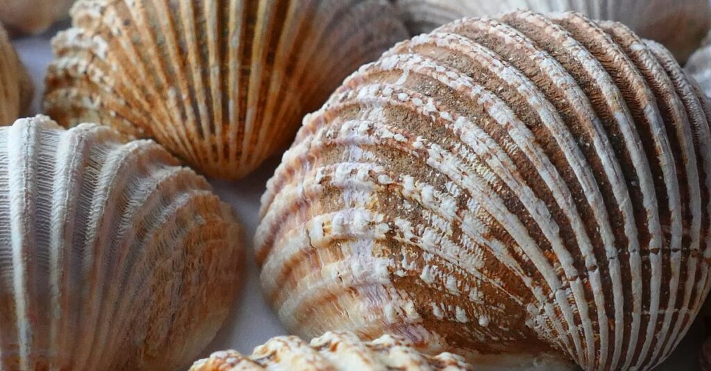 découvrez le monde fascinant des coquillages : leur diversité, leur beauté et leur rôle dans l'écosystème. plongez dans l'univers des plages et des océans, et apprenez à reconnaître les différentes espèces tout en explorant leur histoire et leurs mystères.